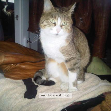 Photo 1/1 Malah Chat lost in Lardy