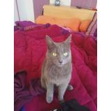 Picture of cat lost at Paimboeuf