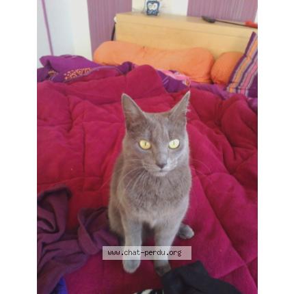 Photo 1/1 Bianca Chat lost in Paimboeuf