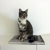 Picture of cat lost at Benodet