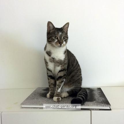 Photo 1/1 Jango Chat lost in Benodet