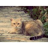 Picture of cat lost at Velone Orneto