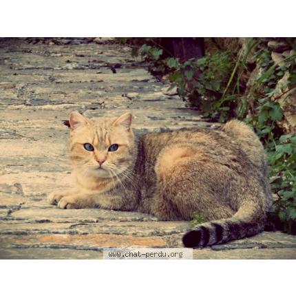 Photo 1/1 Didi Chat lost in Velone orneto