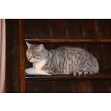 Picture of cat lost at Saint Nazaire