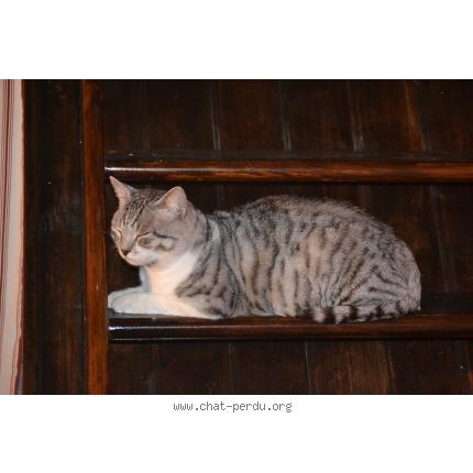 Photo 1/1 Bébé Chat lost in Saint nazaire