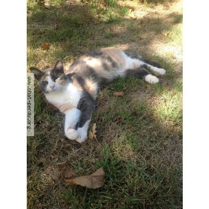 Photo 1/1 Moune Chat lost in Saint congard