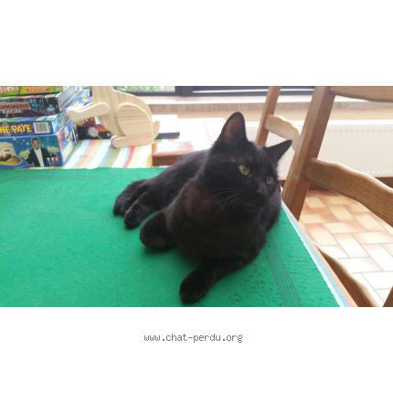 Photo 1/1 Petit lardon Chat lost in Oberschaeffolsheim