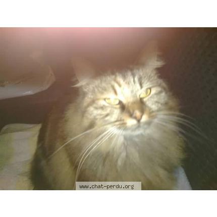 Photo 1/1 Lione Chat lost in Annoeullin