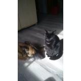 Picture of cat lost at Beaumont Le Hareng