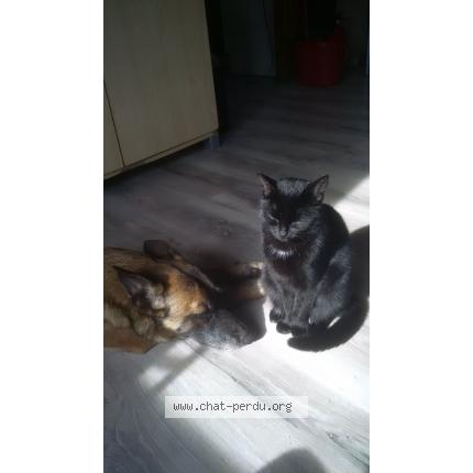 Photo 1/1 J'Katon Chat lost in Beaumont le hareng