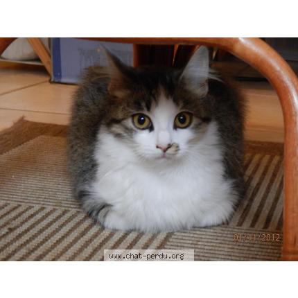 Photo 1/1 Helea Chat lost in Demu