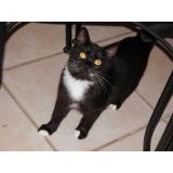 Picture of cat lost at Demu