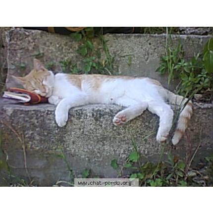 Photo 1/1 Toffee Chat lost in Grasse