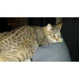 Picture of cat lost at Pont Pean