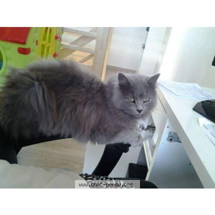 Photo 1/1 Harley Chat lost in Lesneven