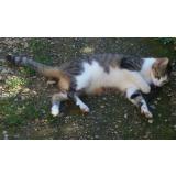 Picture of cat lost at Ventelay
