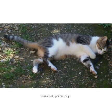 Photo 1/1 Sucr&eacute; Chat lost in Ventelay