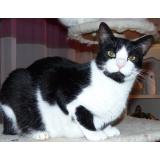 Picture of cat lost at Graulhet