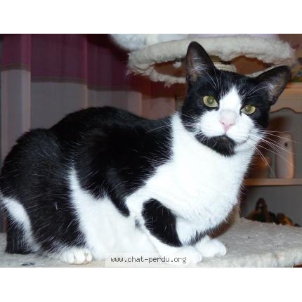 Photo 1/1 DALI Chat lost in Graulhet