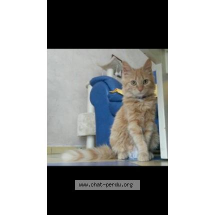 Photo 1/1 Kiara Chat lost in Meillon