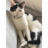 Picture of cat lost at Erce En Lamee