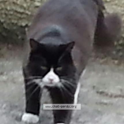 Photo 1/1 Iris Chat lost in Neauphlette