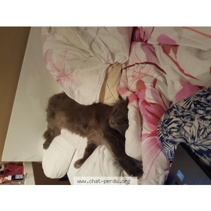 Photo 1/1 Grim Chat lost in Quincampoix