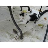 Picture of cat lost at Avignon