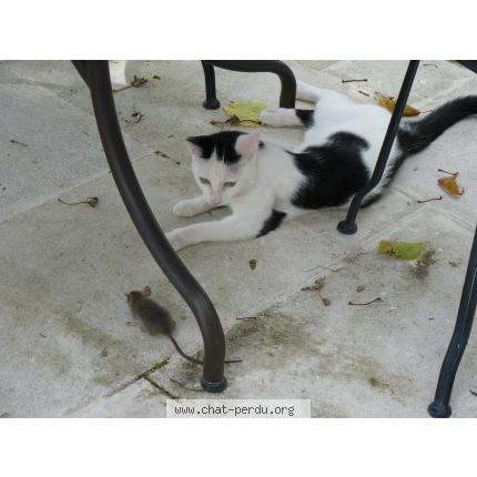 Photo 1/1 ALLENCOIS Chat lost in Avignon