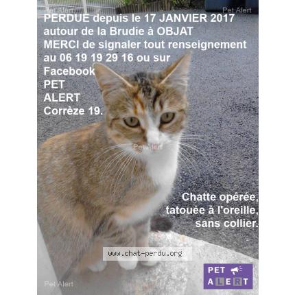 Photo 1/1 Apéro ou mimine Chat lost in Objat