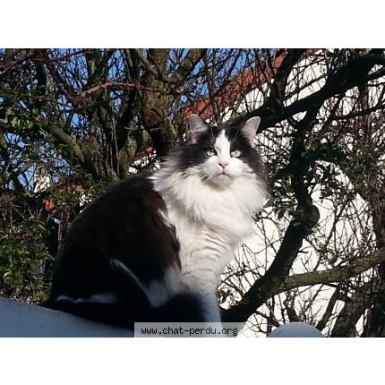 Photo 1/1 HAWAï Chat lost in Merignac