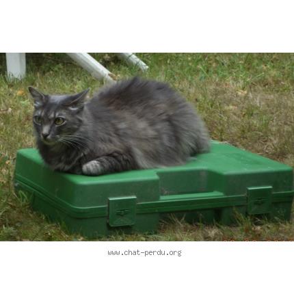 Photo 1/1 BISOU Chat lost in Rochefort