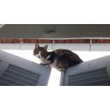 Picture of cat lost at Toulon