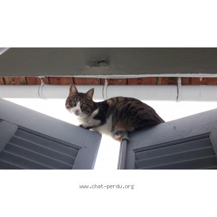 Photo 1/1 Leia Chat lost in Toulon