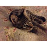 Picture of cat lost at Saint Esteve