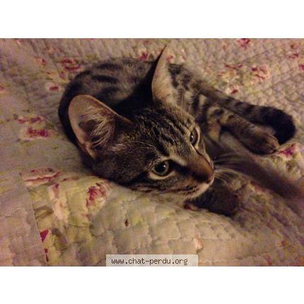 Photo 1/1 LANA Chat lost in Saint esteve