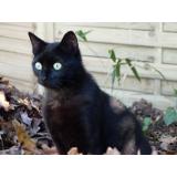 Picture of cat lost at Gujan Mestras