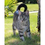 Picture of cat lost at Brec H