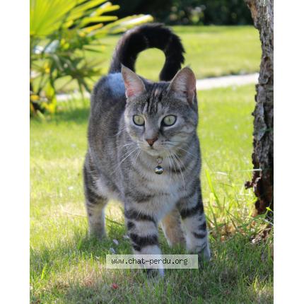 Photo 1/1 Noun Chat lost in Brec h