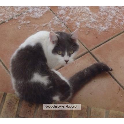 Photo 1/1 Ozzy Chat lost in Cely en biere