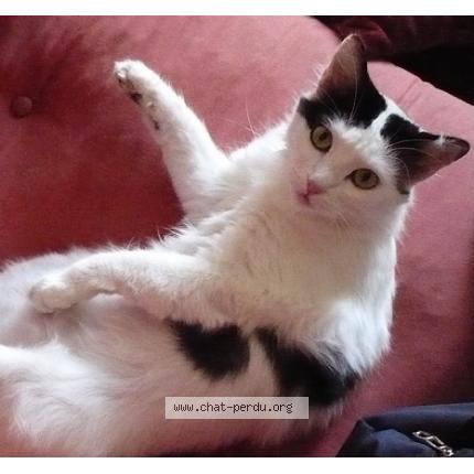 Photo 1/1 Sian Chat lost in Ales