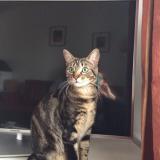 Picture of cat lost at Montpellier