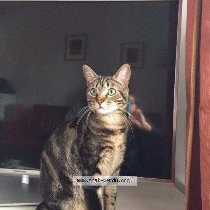 Photo 1/1 Wild Chat lost in Montpellier