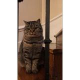 Picture of cat lost at Nantes