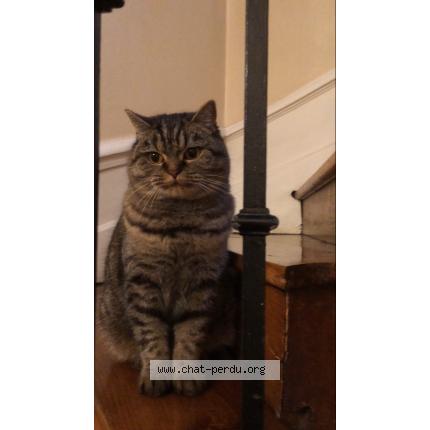 Photo 1/1 Gaia Chat lost in Nantes