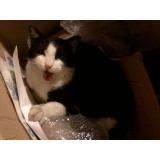 Picture of cat lost at Villeneuve Sur Lot