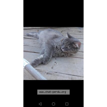 Photo 1/1 Chipie Chat lost in Fos sur mer