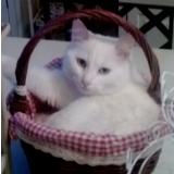 Picture of cat lost at Graulhet