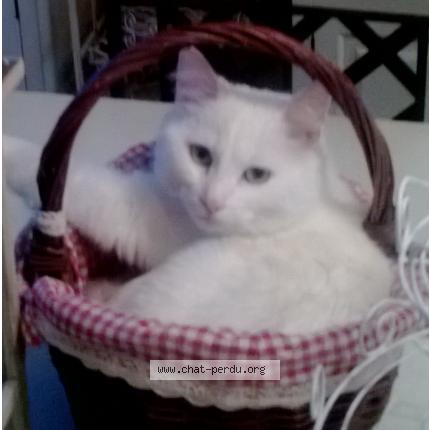 Photo 1/1 Majesté Chat lost in Graulhet