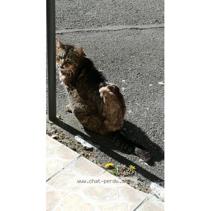 Photo 1/1 LOULOU Chat lost in Bessancourt